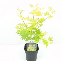Acer orange dream