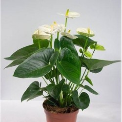 Anthurium Sierra