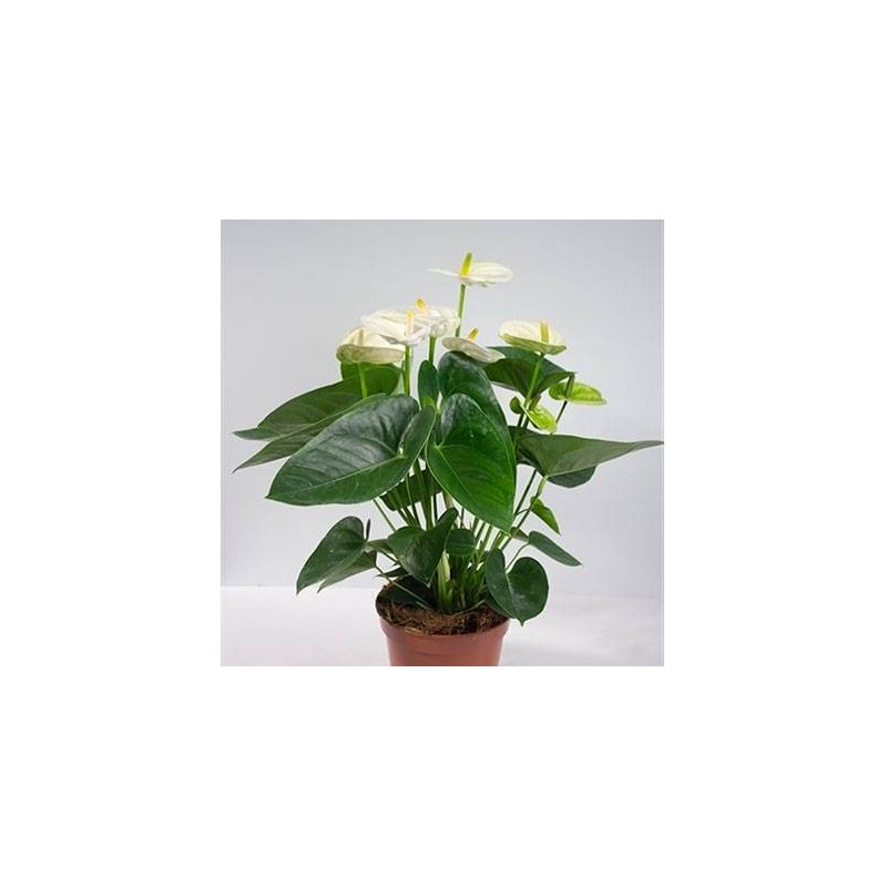 Anthurium Sierra