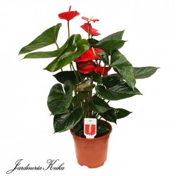Anthurium bugatti 