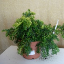 TEJO BACCATA DOWASTONIANA