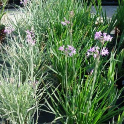 Tulbarghia violacea