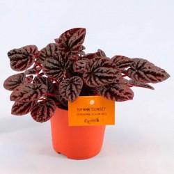Peperonia caperata lilian