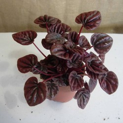 Peperonia caperata lilian