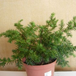 TEJO BACCATA REPANDENS