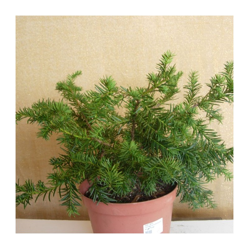 TEJO BACCATA REPANDENS
