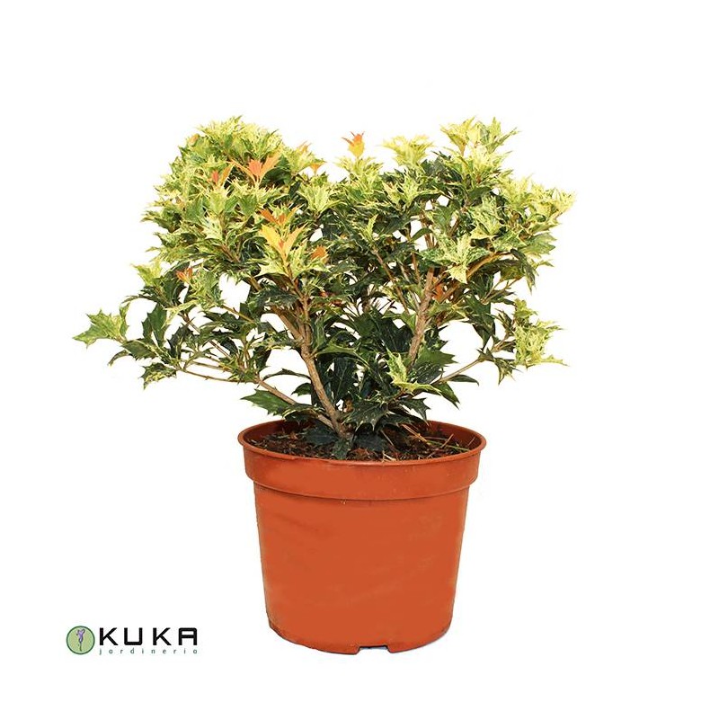 Osmanthus heterophyllus tricolor goshiki
