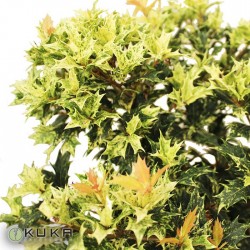 Osmanthus heterophyllus tricolor goshiki