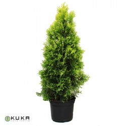Tuya occidentalis golden smaragd
