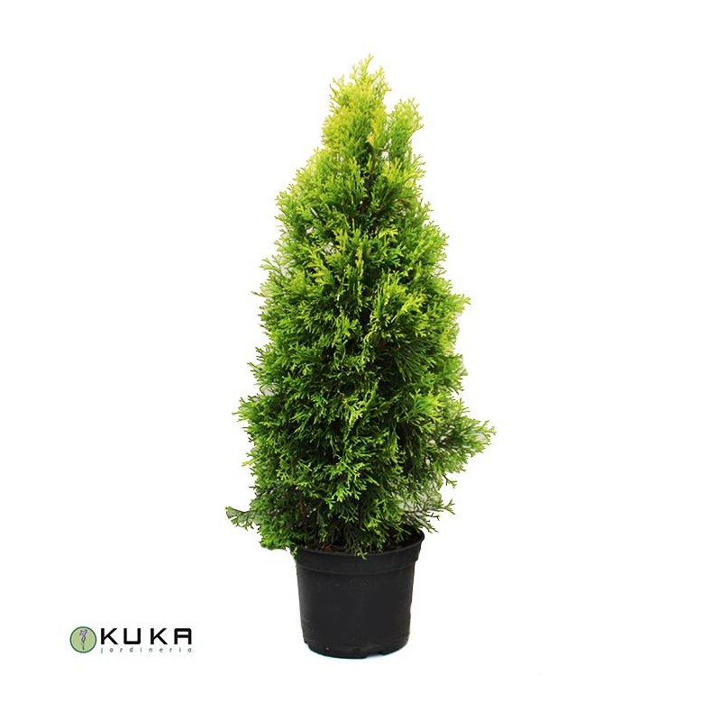 Tuya occidentalis golden smaragd