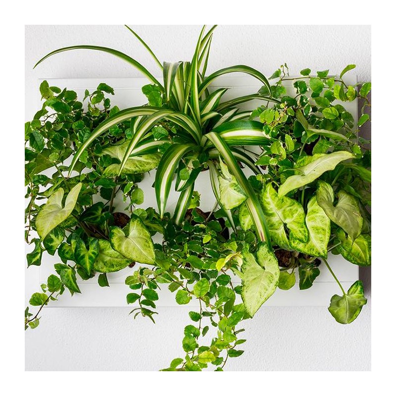 Jardín Vertical Live VITHAL GARDEN
