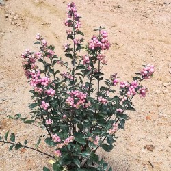 Symphoricarpus doorenbosii magic rose