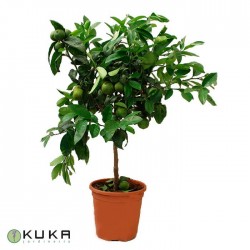 Citrus limonia