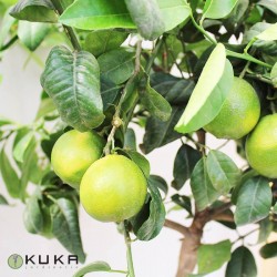 Citrus limonia