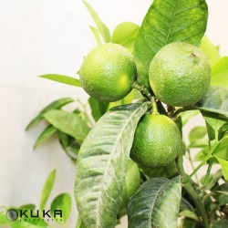 Citrus limonia