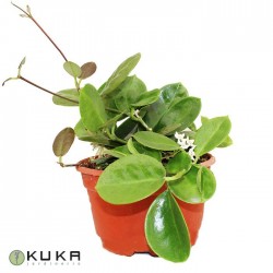 Hoya carnosa