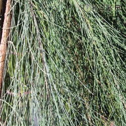 Casuarina equisetifolia