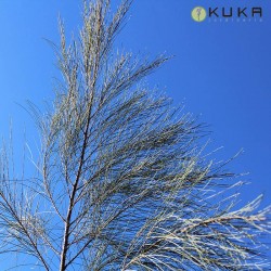 Casuarina equisetifolia