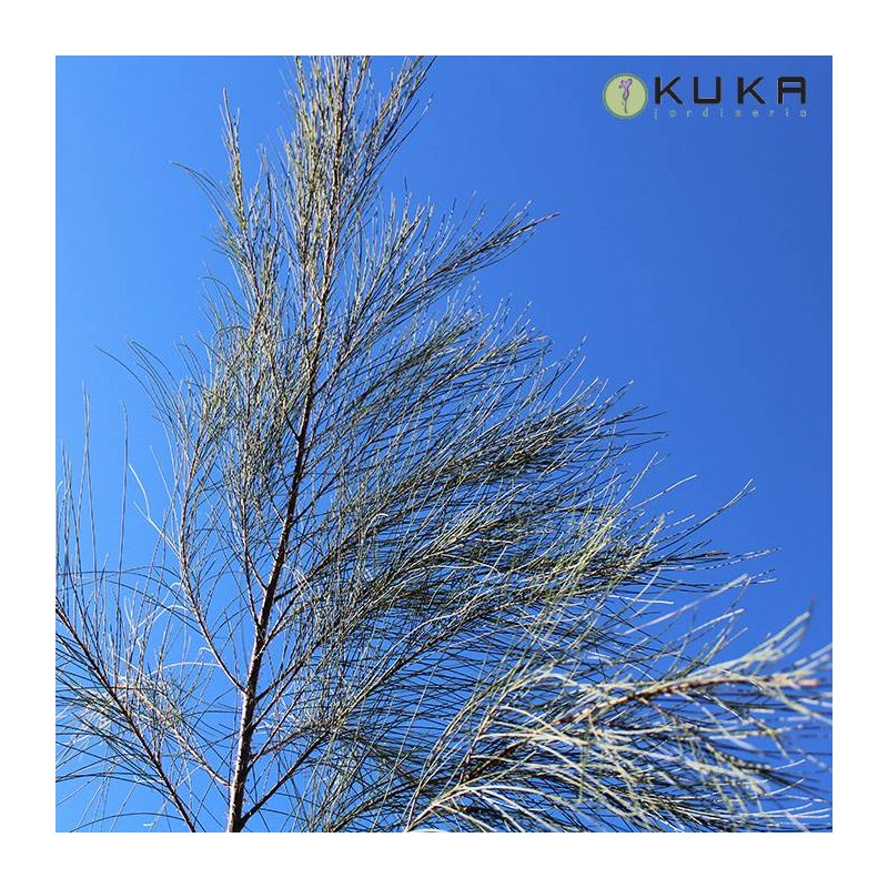 Casuarina equisetifolia