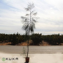 Casuarina equisetifolia