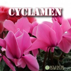 Cyclamen