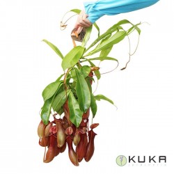 NEPENTHES