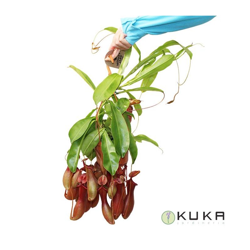 NEPENTHES