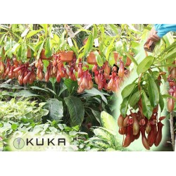 NEPENTHES