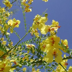 Parkinsonia acuelata