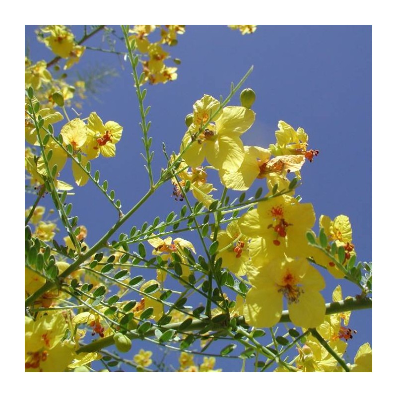 Parkinsonia acuelata