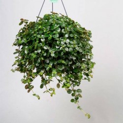 Pilea depressa