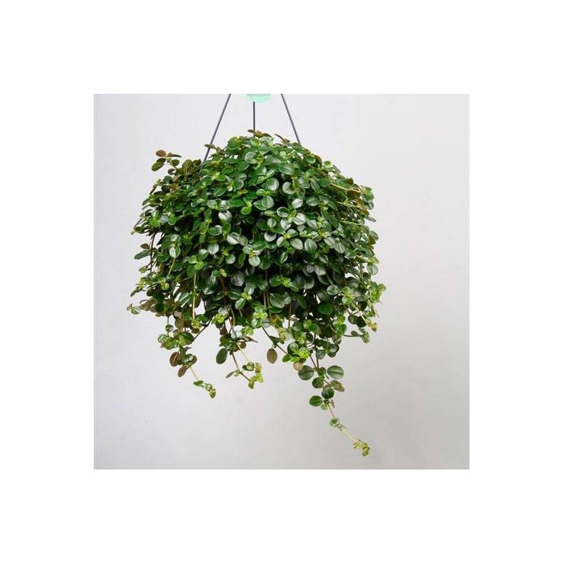 Pilea depressa