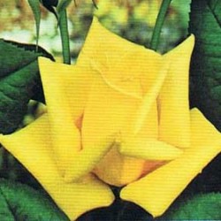 Rosal Landora