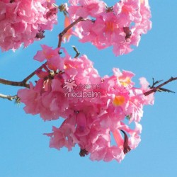 Tabebuia impetigionosa
