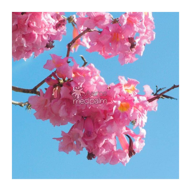 Tabebuia impetigionosa