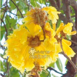 Tabebuia ochracea