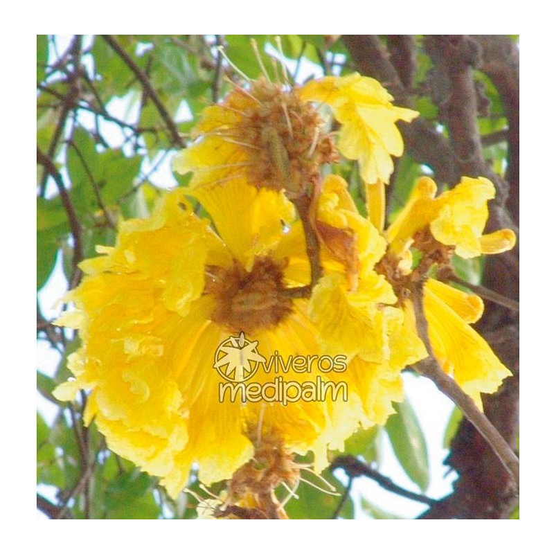 Tabebuia ochracea