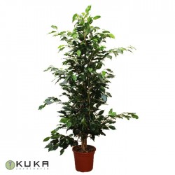 Ficus Benjamina Danielle