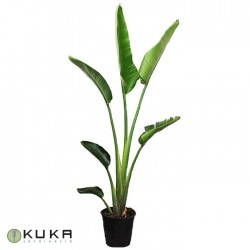 Strelitzia Nicolai
