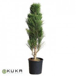 Pino nigra pyramidalis