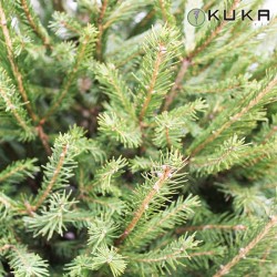 PICEA ABIES EXCELSA