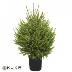 PICEA ABIES EXCELSA
