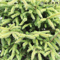 Picea Orientalis