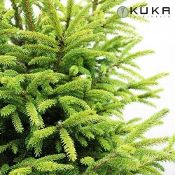 Picea Orientalis