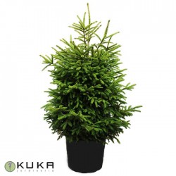 Picea Orientalis