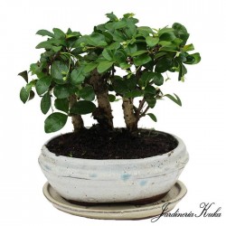 Bonsái carmona microphylla