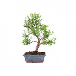 Bonsái buxus