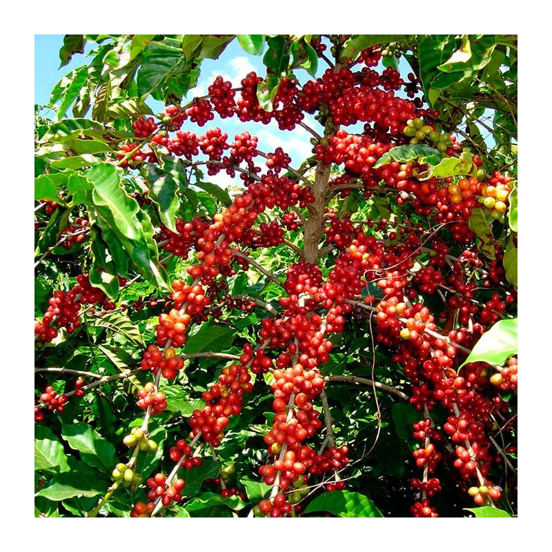 Cafeto robusta