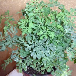 Ruda Graveolens