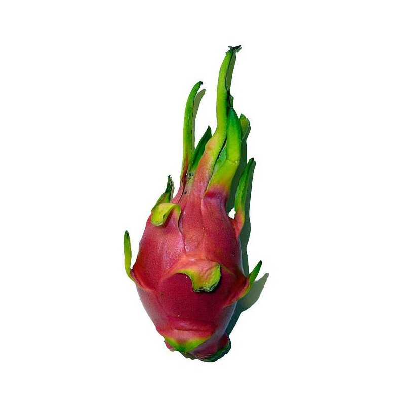 Pitahaya undatus